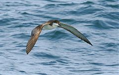 Buller's Shearwater